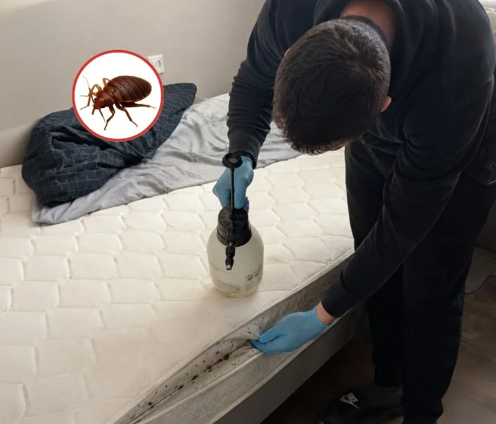 Technicien traitant un matelas contre les punaises de lit à Orgerus